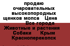 продаю очаровательных высокопородных щенков мопса › Цена ­ 20 000 - Все города Животные и растения » Собаки   . Крым,Красноперекопск